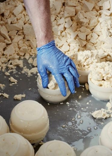 Cheese being put into moulds for truckles.