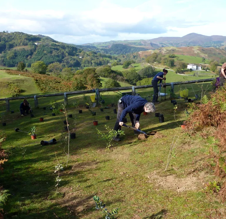 People planting trees with green mountains behind them, 